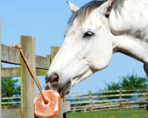 Animal Salt