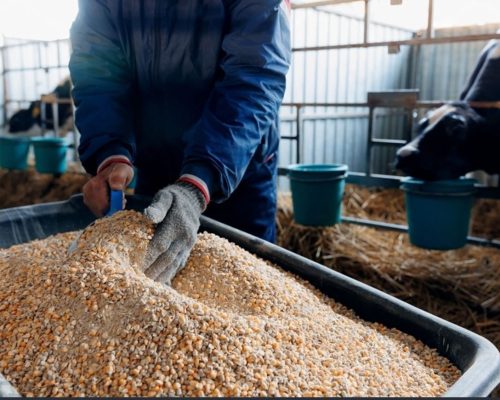 stock-photo-concept-livestock-farm-with-organic-cattle-farmer-holding-mixture-food-of-corn-and-wheat-and-2472545795
